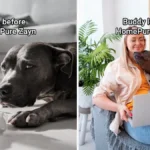 Life before homepure zayn and buddy loves homepure zayn dog with owner photo credit: freepik