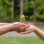 People Holding small plant growing green legacy