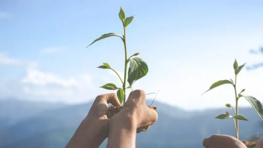 hand holding plant on top of moutain
